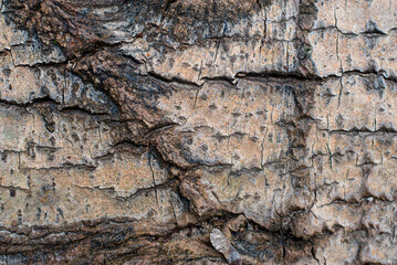 Background. Tree bark texture of Fagus sylvatica or European beech