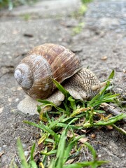 snail on a leaf ślimak winniczek © Mateusz