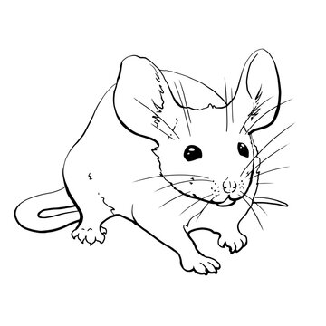 Vector image of a house mouse with big ears, long tail and paws. Line drawing. For printing coloring books, clothes, dishes, business cards and more. Mouse logo. Monochrome. 