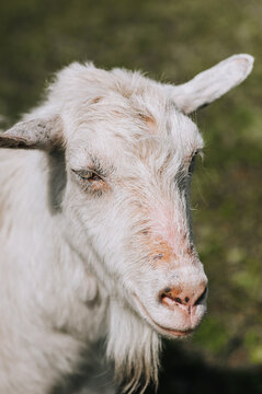 Photography, close-up portrait of the head of a white curly goat in a pasture. Animal in nature.