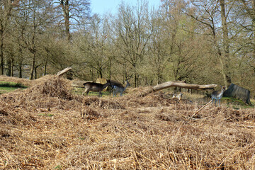 A group of deer amongst the fallen trees and foliage in the Kent countryside