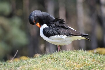 Naklejka premium Oyster Catcher