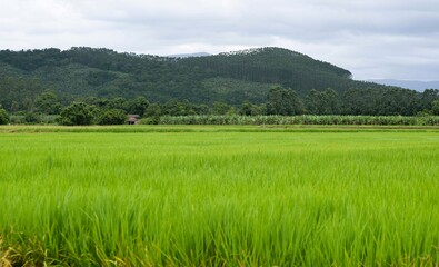 Pradaria no sul do Brasil