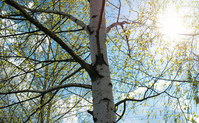 Birches with black and white birch bark and young green leaves, in early spring against a blue sky. The concept of nature, peace, awakening.