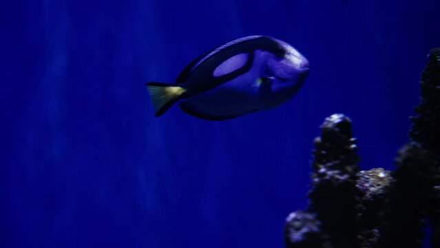 A blue surgeonfish swims in an aquarium close-up. Marine life in the oceanarium. Underwater life. Exotic ocean fish.