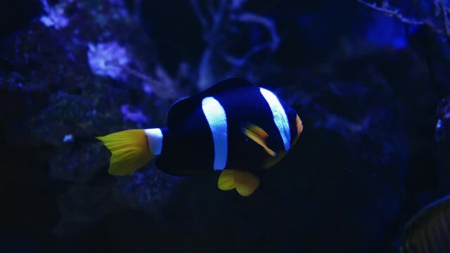 Beautiful exotic white fish on the background of corals underwater in the Maldivian sea. Scuba diving in a world of colorful and beautiful reef wildlife. Sea and ocean fish under water.
