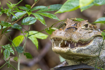 Obraz premium コスタリカ カーニョネグロ野生保護区で撮影したカイマンワニ