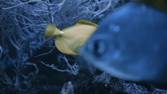 Beautiful exotic yellow fish on the background of corals underwater in the Maldivian sea. Scuba diving in a world of colorful and beautiful reef wildlife. Sea and ocean fish under water.
