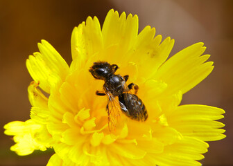 In the womb of a flower