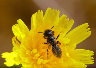 In the womb of a flower