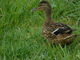 Ente am Ufer 