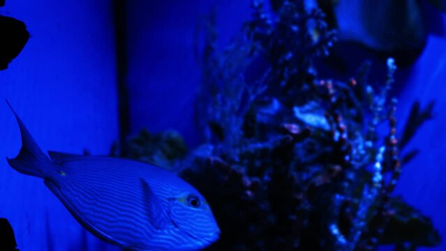 A group of fish swimming in an aquarium. Fish in water. A school of fish in the sea. Diving. Colorful tropical fish in the aquarium. Close-up of two cichlids in the middle of plants and corals