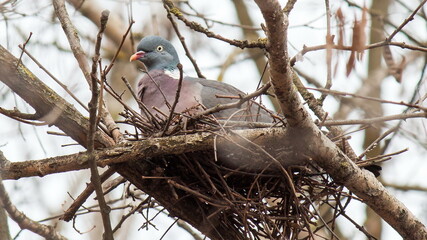 red winged blackbird