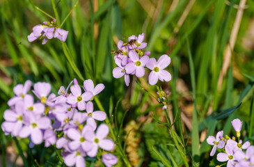 Fototapeta premium Cardamine pratensis, lady's smock flowering plant with bee on it