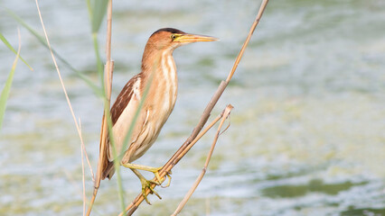 great reed warbler