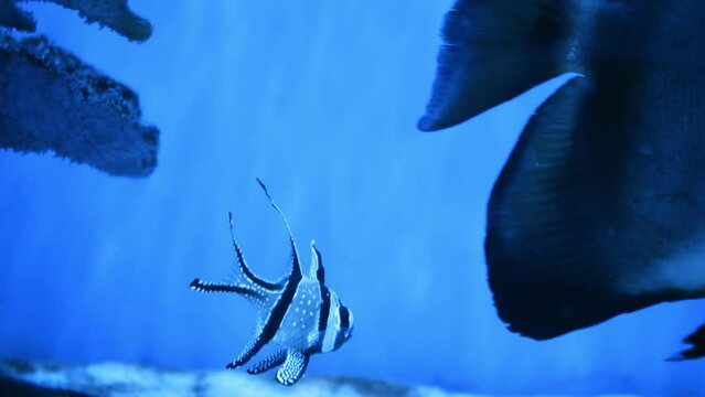 A group of fish swimming in an aquarium. Fish in water. A school of fish in the sea. Diving. Colorful tropical fish in the aquarium. Close-up of two cichlids in the middle of plants and corals