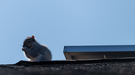Squirrel on roof eating 