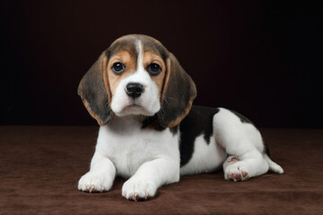 Cute beagle puppy lying on brown background