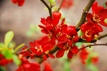 Chaenomeles japonica, called Japanese quince or Maule's quince, is a shrub that blooms in spring and has red flowers.