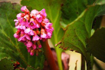 Bergenia crassifolia is a flower known as heart shaped bergenia, winter-flowering bergenia, Korean elephant ear, badan, pigsqueak, Siberian tea and bergenia cordifolia.
