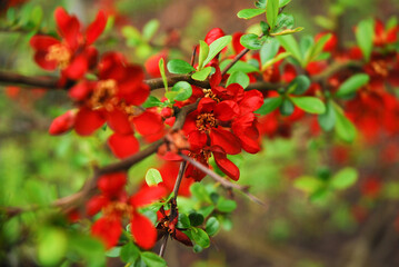 Chaenomeles japonica, called Japanese quince or Maule's quince, is a shrub that blooms in spring and has red flowers.