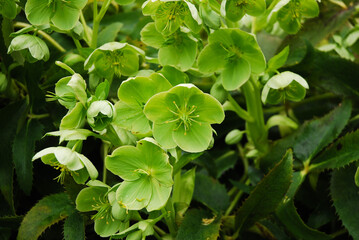Helleborus argutifolius is a decorative flower that blooms green in the spring.