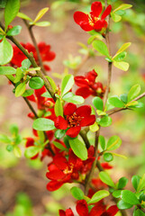 Chaenomeles japonica, called Japanese quince or Maule's quince, is a shrub that blooms in spring and has red flowers.