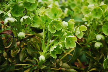 Helleborus argutifolius is a decorative flower that blooms green in the spring.