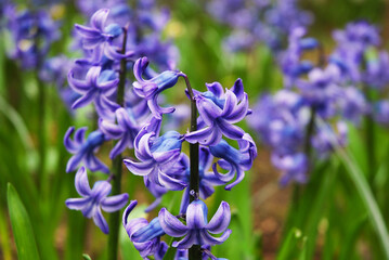 Hyacinthus orientalis, common hyacinth, garden hyacinth or Dutch hyacinth. The plant has purple flowers.