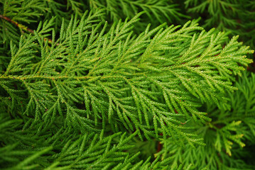 The thujopsis dolabrata tree grows in the garden. A twig with evergreen leaves.