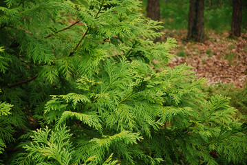 The thujopsis dolabrata tree grows in the garden.