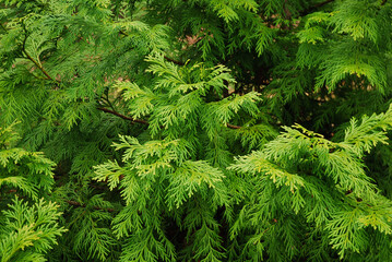 The thujopsis dolabrata tree grows in the garden.