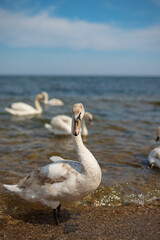 Fototapeta premium White swan on the sea