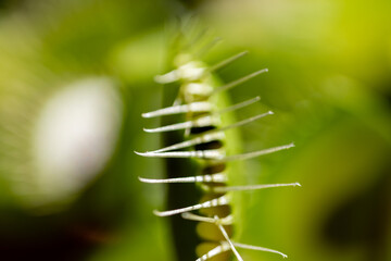Closeup Venus flytrap ,Insectivorous plants ,Low Giant ,Dionaea muscipula ,needle-like-teeth ,venus fly catcher ,Cook's Carnivorous