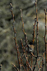 sparrow on a branch