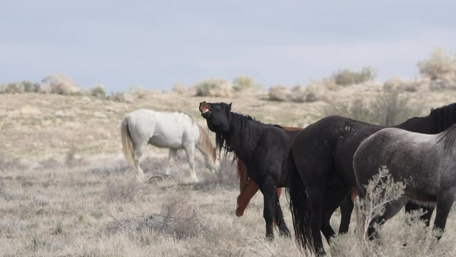 Wild horse showing its teeth for others to see and shot its dominance as to others from the South group of the Onaqui herd in the West desert of Utah.