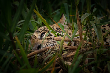 Resting