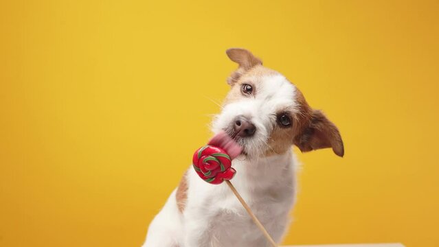 Cute little dog on a yellow background. Jack Russell Terrier with candy, lollipop, happy pet