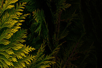 Banner of yellow thuja. Natural background. Natural background of yellow thuja leaves with copy space. Beautiful leaf texture.