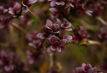 Barberry, branch of barberry with bright purple leaves closeup on a colored background Berberys Thunberga, Berberis Thunbergii - soft focus - obrazy, fototapety, plakaty