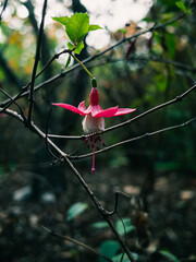 Fuchsia flower
