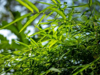 Bamboo (Bambusa sp) green leaves for natural background