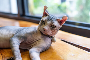 Portrait of Sphinx cat lying on the wooden table