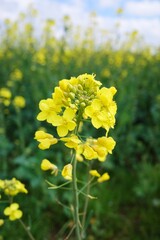 Obraz premium Gelbe Raps Blüten vor unscharfem Hintergrund