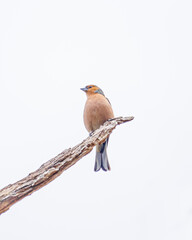 finch on branch