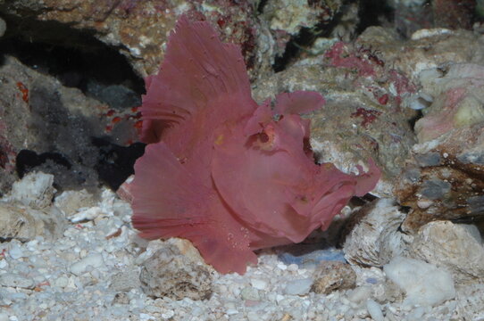 Red rhinopias eschameyeri weedy scorpionfish closep in the bottom of a sea