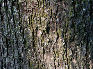 Fototapeta premium Munggur, Trembesi, Rain Tree (Samanea saman) tree bark, natural wallpaper and background
