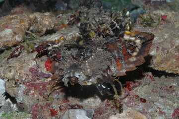 Naklejka na ściany i meble Demon Stinger Inimical didactylus closeup in bottom of sea