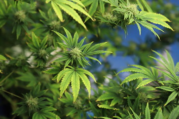 Blooming Marijuana plant with early white Flowers, cannabis leaves, marijuana