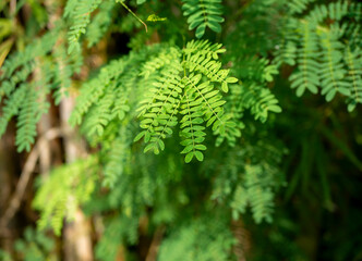 River tamarind (Leucaena leucocephala) green leaves, shallow focus